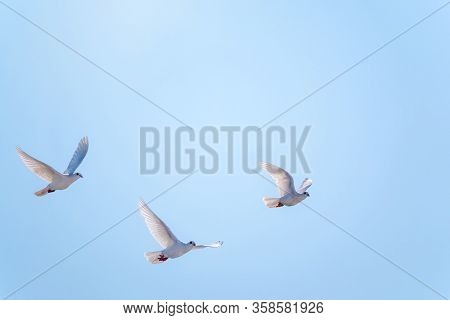 Three White Doves Fly In A Clear Blue Sky. White Doves Are Used As Symbols Of Love, Peace Or As Mess