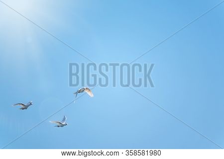 Three White Doves Fly In A Clear Blue Sky. Three White Doves Fly In The Sun. White Doves Are Used As
