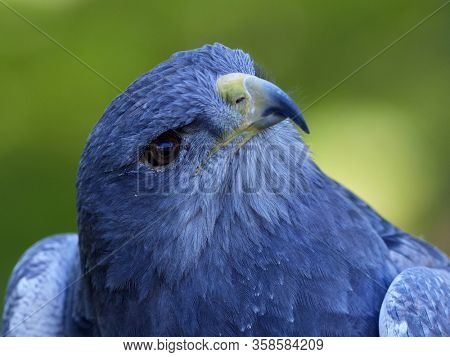 Close-up of Shield Eagle (Geranoaetus melanoleucus) adult