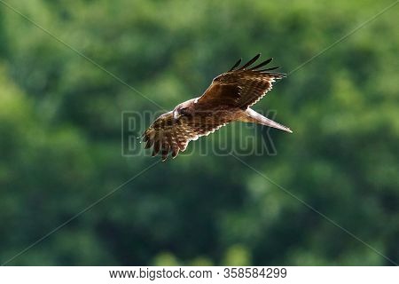 The Booted Eagle in flight (Aquila pennata)