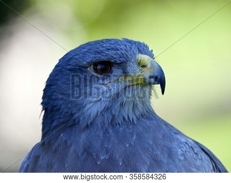 Close-up of Shield Eagle (Geranoaetus melanoleucus) adult