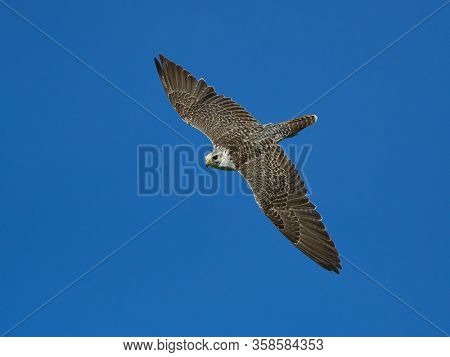 the gyrfalcon flying (falco rusticolus)