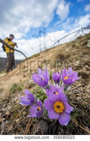 Pasque flower, National park Podyji, Southern Moravia, Czech Republic