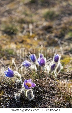 Pasque flower, National park Podyji, Southern Moravia, Czech Republic