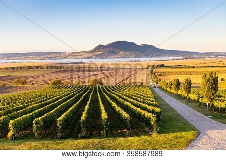 Autumn vineyards under Palava near Sonberk, South Moravia, Czech Republic