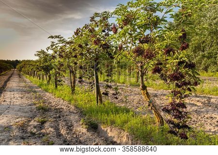 elderberry orchard in central Hungary