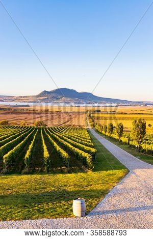 Autumn vineyards under Palava near Sonberk, South Moravia, Czech Republic