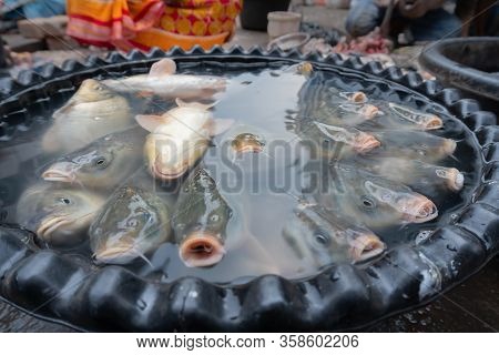 Alive Fishes For Sale, Swimming In A Bowl And Coming Up To Surface Of Water. Image Shot From The Top
