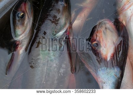 Alive Fishes For Sale, Swimming In A Bowl And Coming Up To Surface Of Water. Image Shot From The Top