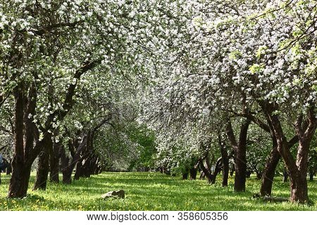 Plentifully The Old Apple-trees Growing In A Garden At Ranks Blossom. Under Them A Green Lawn With T