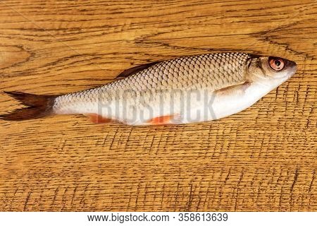 On A Wooden Board Lies Fresh Roach Fish, A Family Of Cyprinids.