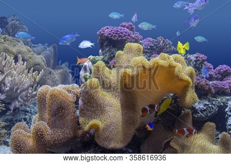 Colorful Coral Reef Scenery With Lots Of Different Corals, Sea Anemones And Fishes