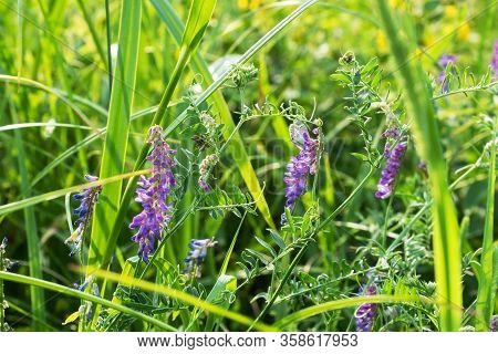 Flowers Blue Of Common Melilot, Melilotus Officinalis