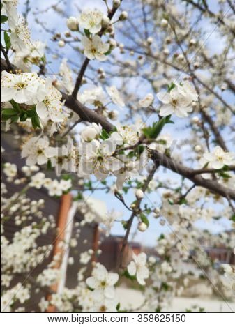 Beautiful Spring Flowers Of Yellow Cherry Plum Blossom