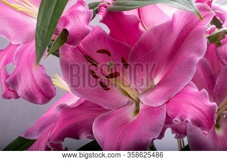 Close-up Of Pink Liles Flowers.  Common Names For Species In This Genus Include Fairy Lily Rainflowe