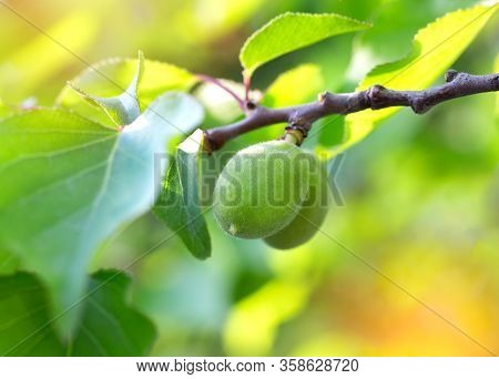Small Green Apricots Grow On A Tree. In The Suns Rays