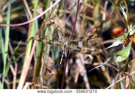A Dragon Fly In Close Up On A Gras Halm