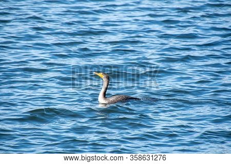 A Picture Of A Double-crested Cormorant Swimming In The Ocean.  Vancouver Bc Canada