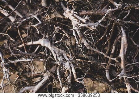 Dark Spooky Occult Pagan Witchcraft Ritual Legend Forest Roots Branches Texture. Photo Wallpaper Bac
