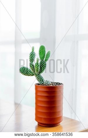 Close Up Opuntia Microdasys Albispina Cactus In Ceramic Pot On Table