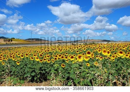 Sunflower Field In The Spanish Countryside, Medina Sidonia, Cadiz Province, Andalusia, Spain, Wester