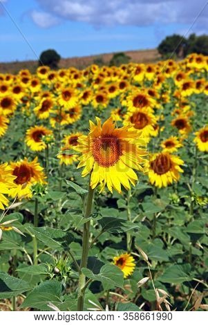 Sunflower Field, Medina Sidonia, Cadiz Province, Andalusia, Spain, Western Europe.