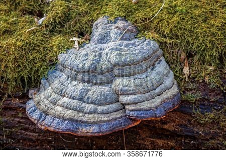 Close Up Of A Colourful Blue Tinder Fungus On A Moulding Tree Trunk