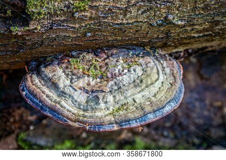 Close Up Of A Colourful Blue Tinder Fungus On A Moulding Tree Trunk