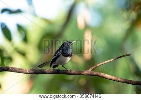 Bird (oriental Magpie-robin Or Copsychus Saularis) Male Black And White Color Perched On A Tree In A