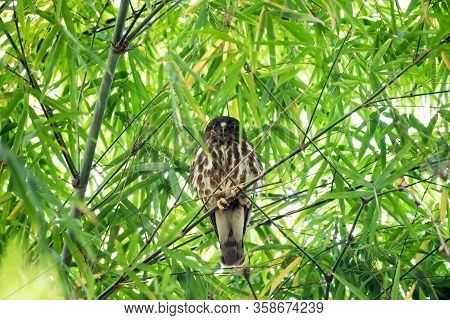 Bird (northern Boobook) In A Nature Wild