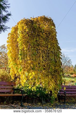 Weeping Mulberry - (morus Alba Pendula) In Autumn With Green And Yellow Leaves. Botanical Arboretum,