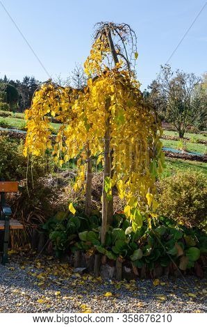 Weeping Mulberry - (morus Alba Pendula) In Autumn With Green And Yellow Leaves. Botanical Arboretum,