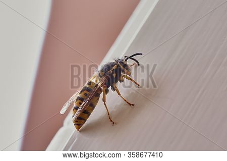 Wasp macro on the wondow of a house