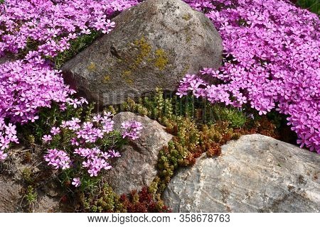 Around Large Stones The Sedum And Plentifully Blossoming Phlox Subulata Grow. Pink-purple Carpet.