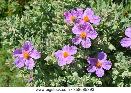 Cistus Incanus Rock Rose Flowers Growing In France