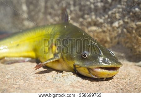 Black Bullhead Or Black Bullhead Catfish, Ameiurus Melas Out Of Water. Freshwater Fish, Invasive Spe