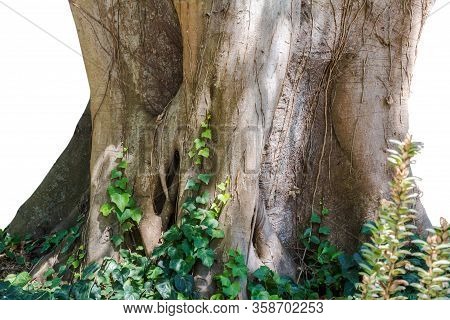 Massive Tree Trunk Of A Old Wild Fig Tree With Ivy And Foliage Close Up Isolated On White Background