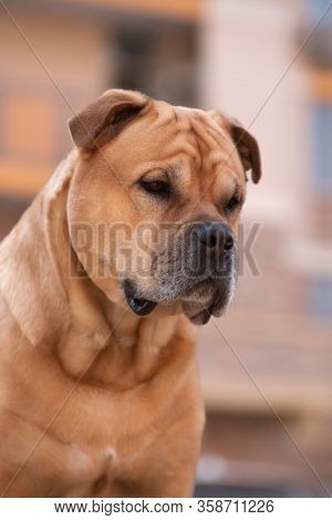 Portrait Of A Fawn Well-fed Dog Of Breed Cadebo Outdoors, Against The Background Of Multi-storey New