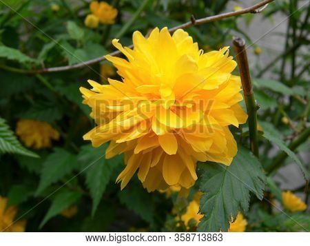 A Colorful Japan Rose In Bloom In Springtime