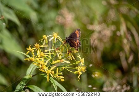 Image Of A Butterfly Erebia, Nymphalidae, On Yellow Flowers Senecio Ovatus In The European Alps. The