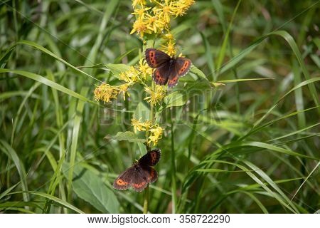 Image Of A Butterfly Erebia, Nymphalidae, On Yellow Flowers Senecio Ovatus In The European Alps. The