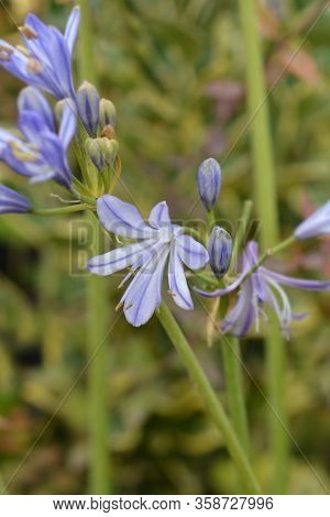 Blue African Lily Flower - Latin Name - Agapanthus Africanus