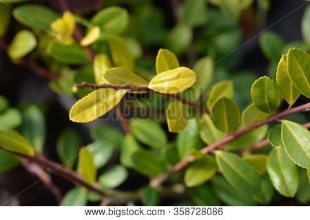 Box-leaved Holly Golden Gem Leaves - Latin Name - Ilex Crenata Golden Gem