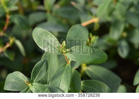 Aarons Beard Leaves - Latin Name - Hypericum Calycinum