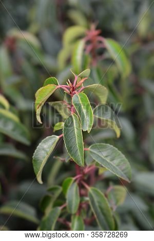 Portugal Laurel Leaves - Latin Name - Prunus Lusitanica Angustifolia