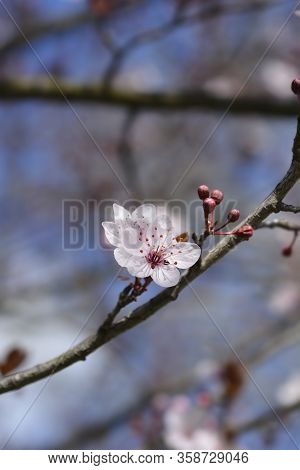 Black Cherry Plum - Latin Name - Prunus Cerasifera Nigraa
