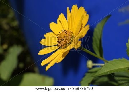 False Sunflower (heliopsis Helianthoides) In The Sun. Heliopsis Flowers Closeup In Sunny Summer Day.
