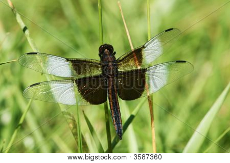 Enke Skimmer Dragonfly
