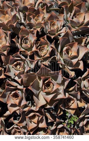 Plant Aeonium Valverdense In Timijiraque Protected Landscape. Valverde. El Hierro. Canary Islands. S