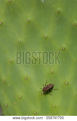 Seed Bug Spilostethus Pandurus On A Pad Of Barbary Fig Opuntia Maxima. Timijiraque Protected Landsca